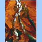 Ds9298.html