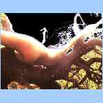 D0272.html